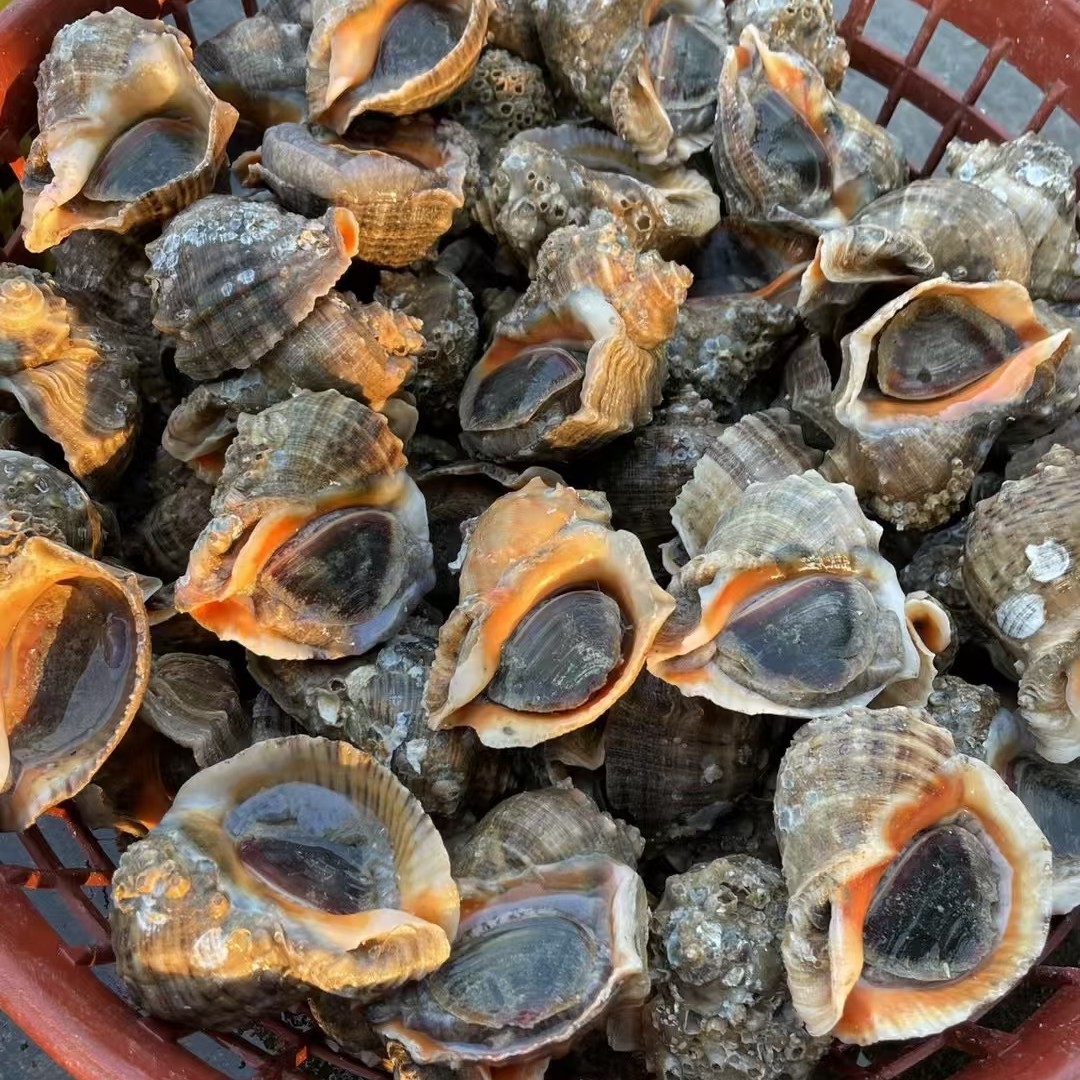 海螺二斤约8个左右【2-3两一个】