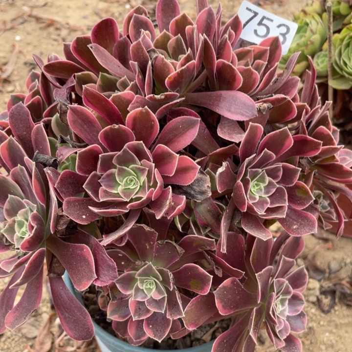 无花朵753多肉植物金丝雀