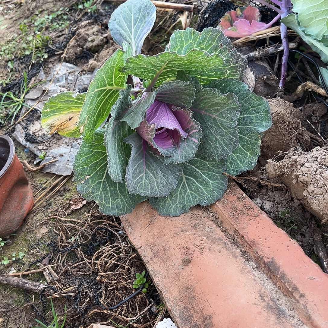 羽衣甘蓝多肉一颗。