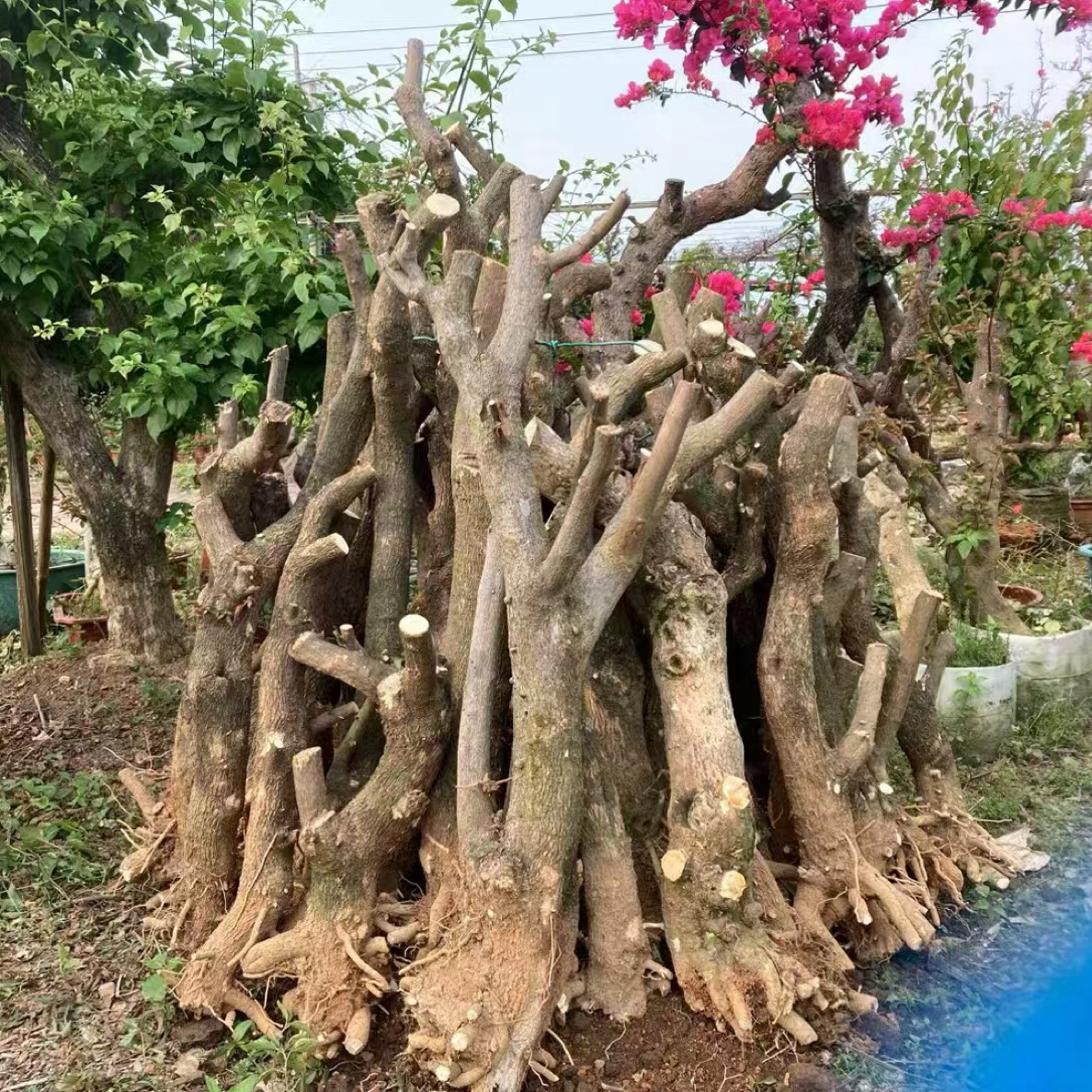 同安红小叶紫原生老桩三角梅