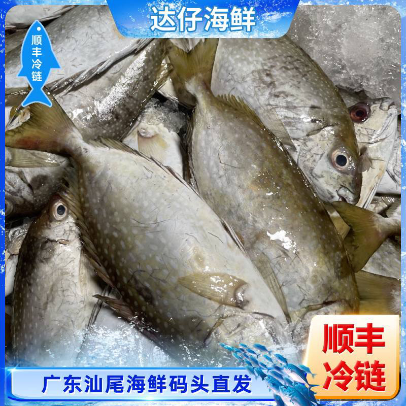 广东野生海捕泥萌鱼