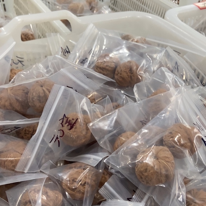 吊坠文玩核桃元宝瑕疵