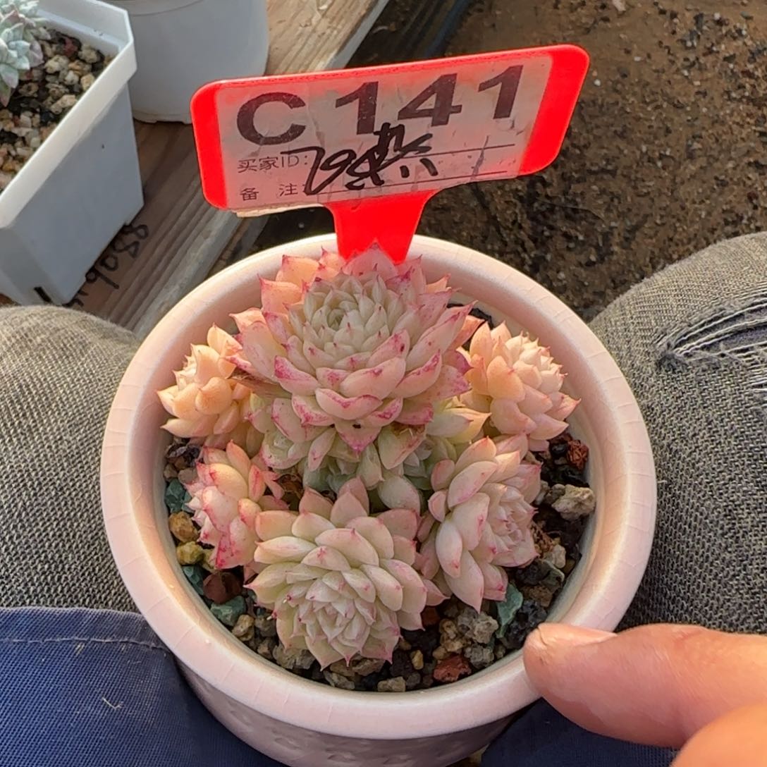 带盆发货五十包邮