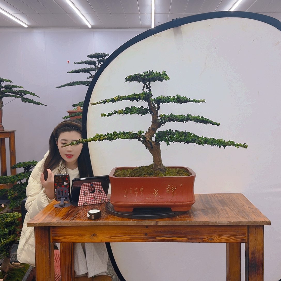 罗汉松罗汉松盆景，一物一拍