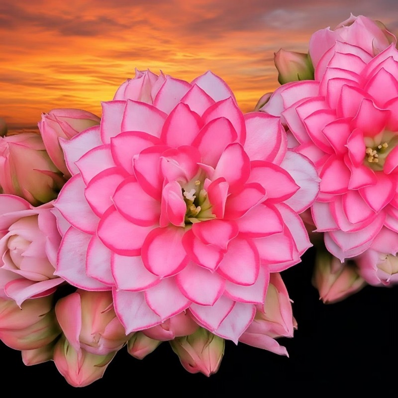 【梦幻巴黎】长寿花 110杯，整体高度15厘米左右.株型小