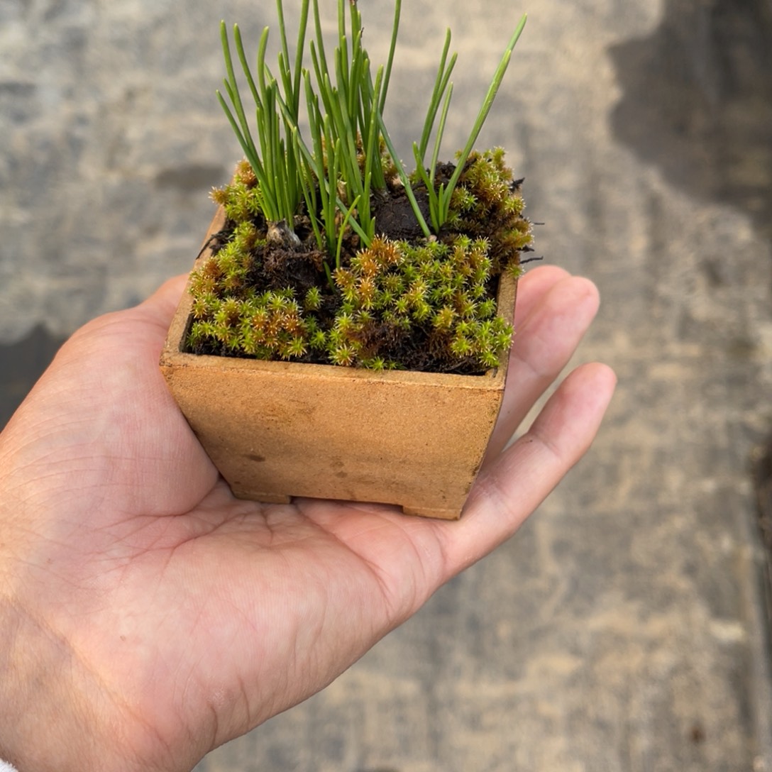 紫***鸟完全开放盆栽植物