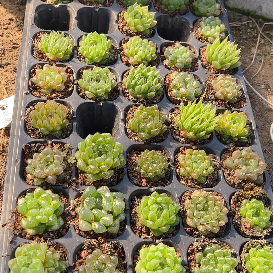 50孔玉露10颗随机量拍