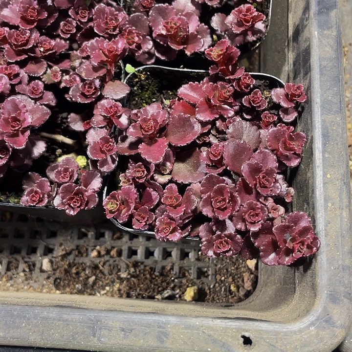 小球玫瑰2.8带盆土