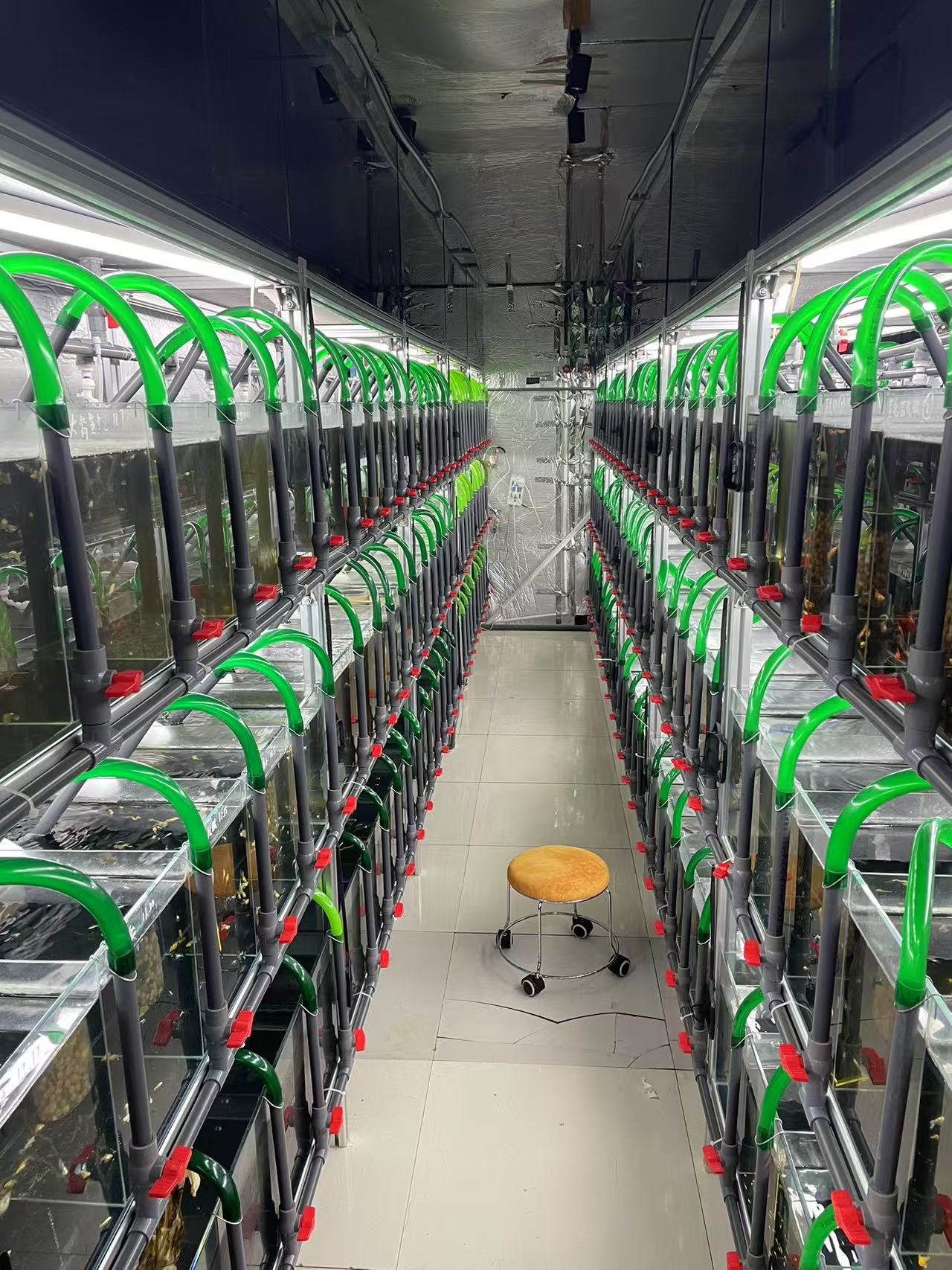 孔雀鱼入缸不包损，下单既默认（专拍链接，随意下单发随机鱼一对）