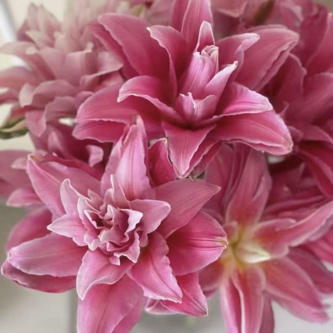 红美人 25cm香水秋百合进口种球带芽重瓣耐寒耐热庭院阳台种植