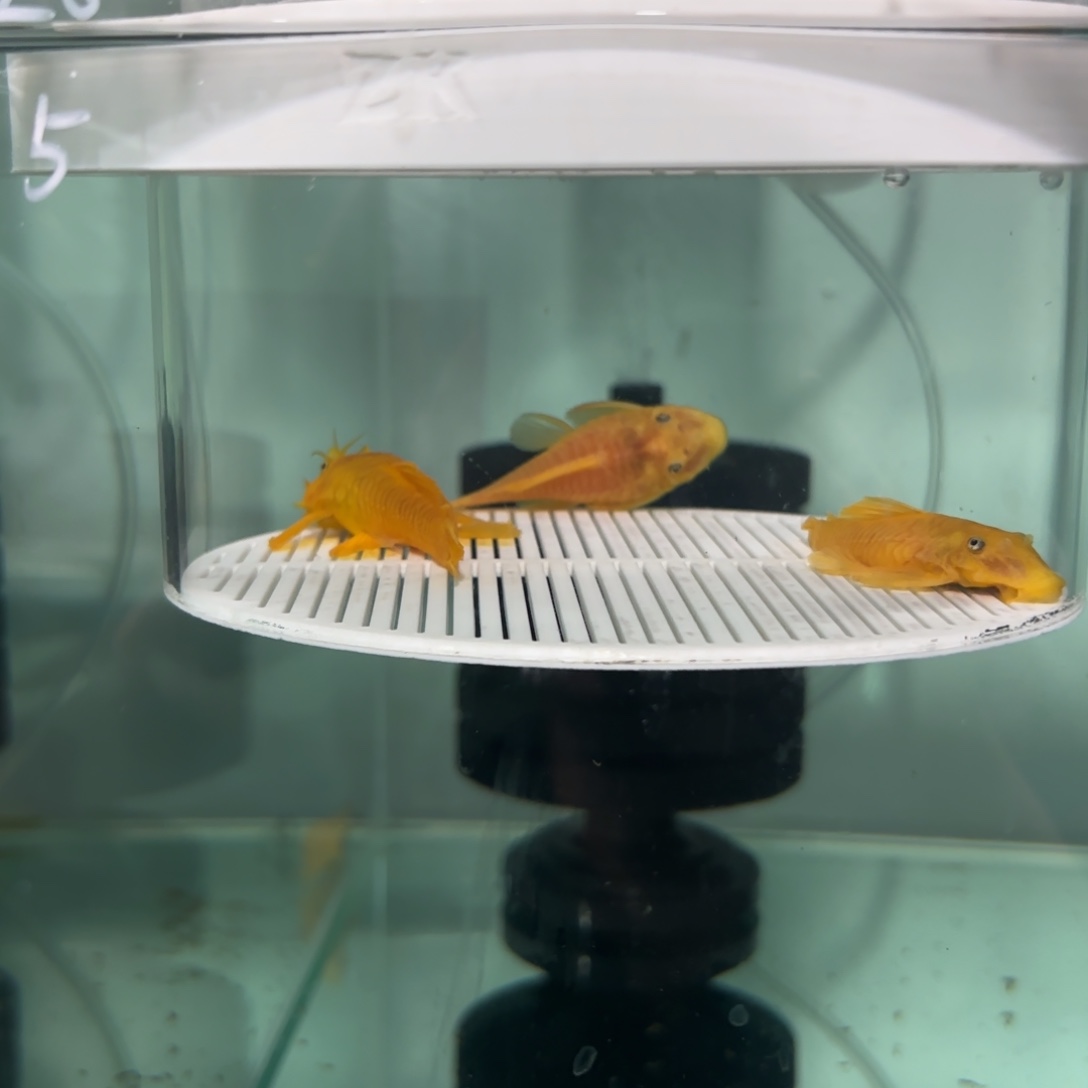 清道夫鱼黄金胡子种鱼一组，中通