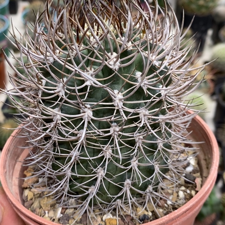 黑刺逆豹丸特价福利