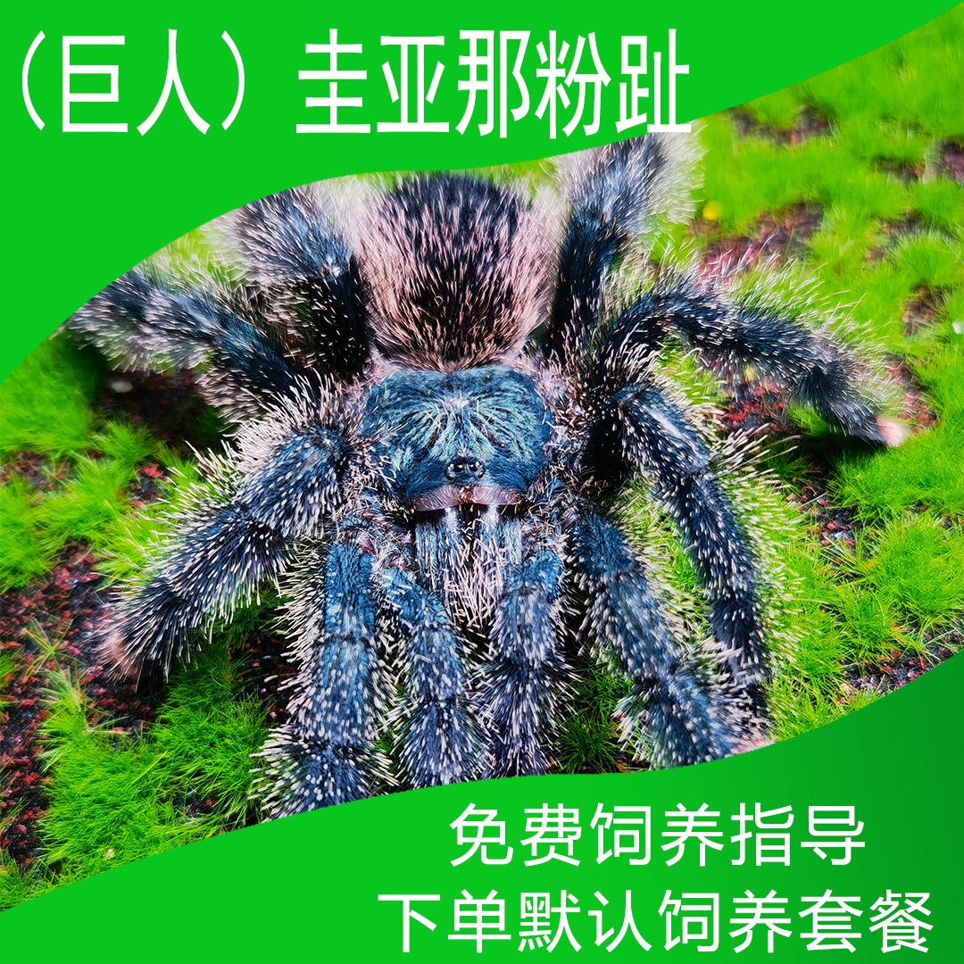 巨人圭亚那粉新手入门蜘蛛（默认包含饲养套餐）