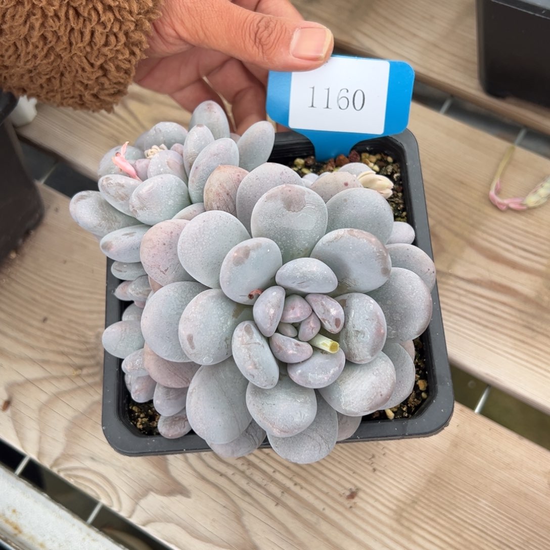 前**事1160肉多么多哦多哦