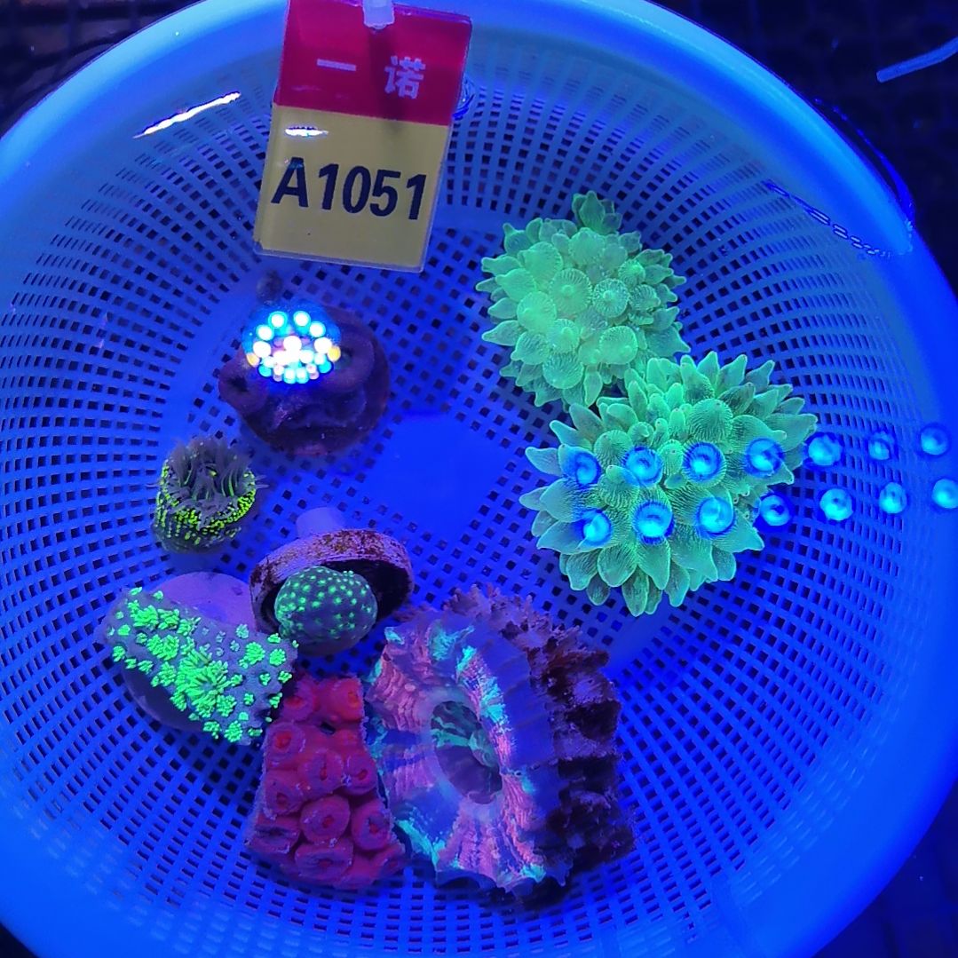 草皮珊瑚1095奶嘴套餐