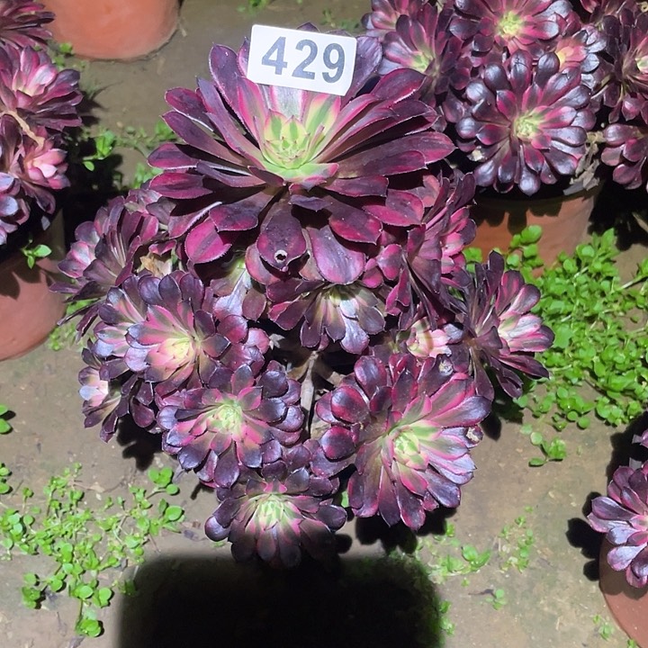多肉植物断枝不包429黑铜白