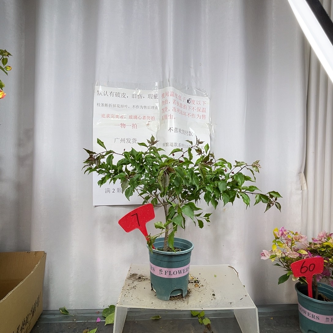 当前无花栽培后可以开花7热火红桑巴盆苗