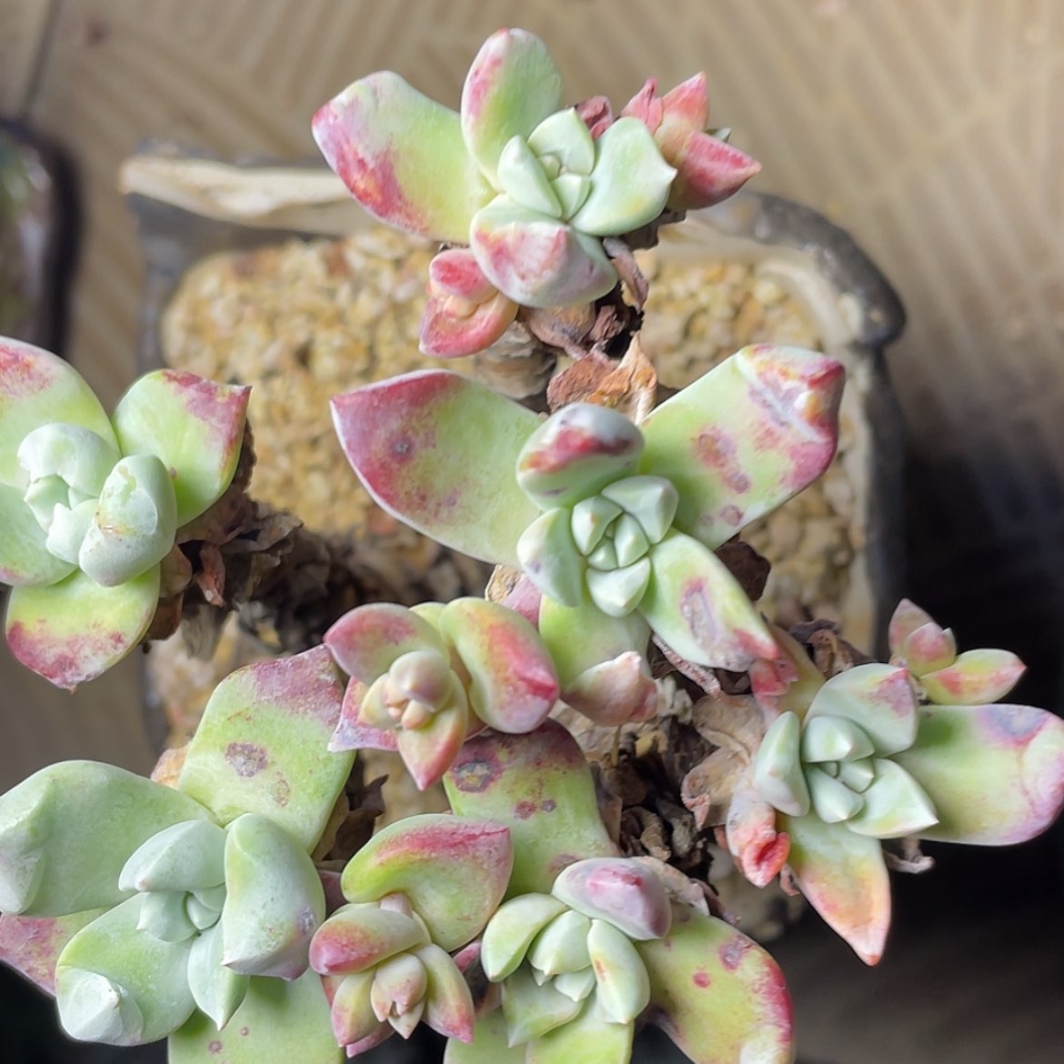 【闪购商品】苹果叶花朵脸