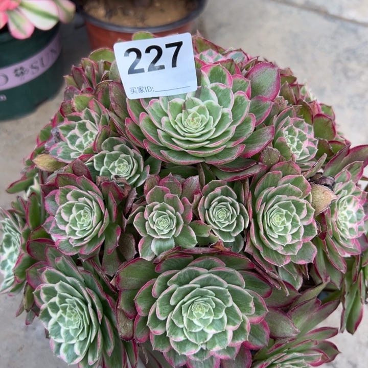 227莲花22厘米左右