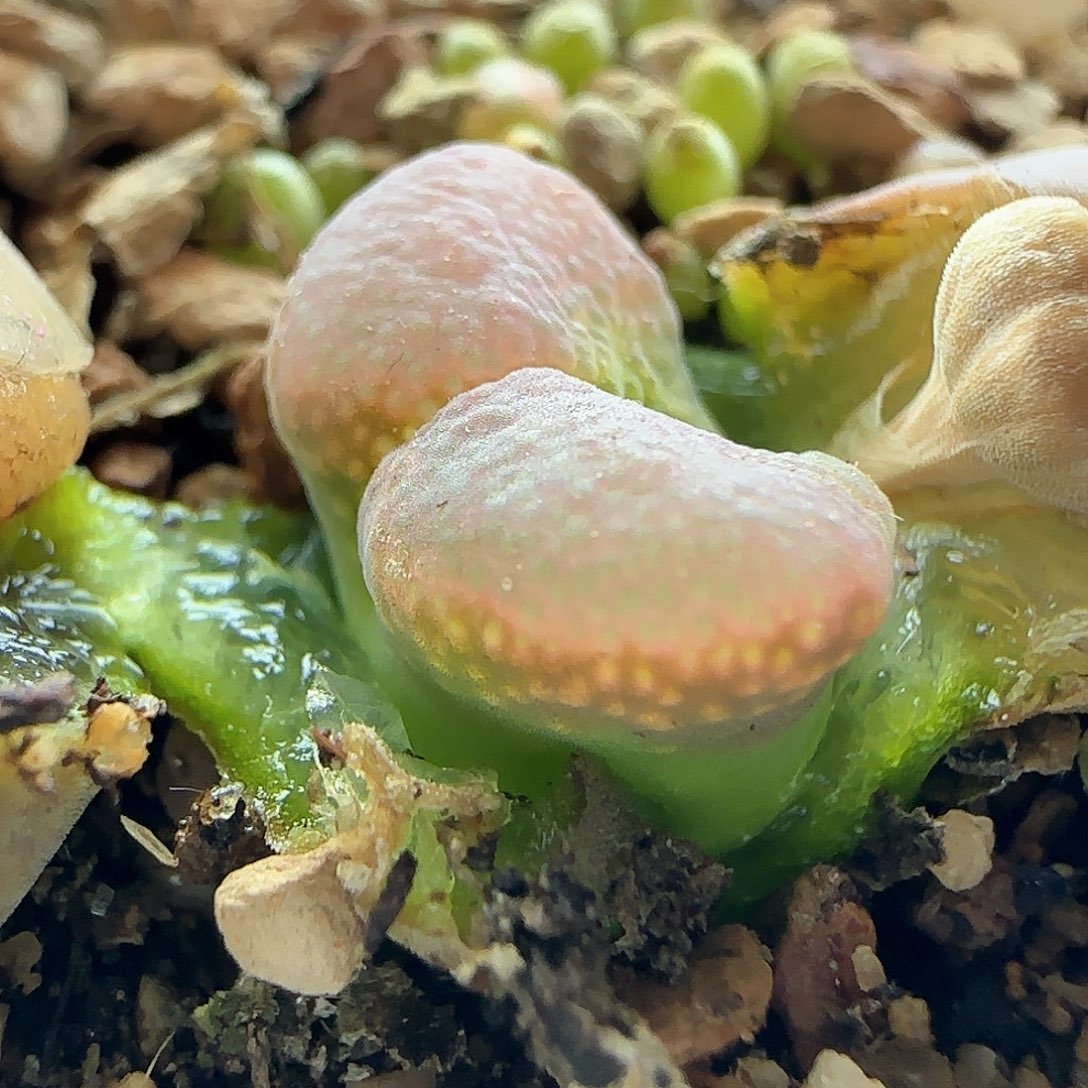 脱土28包邮31018
