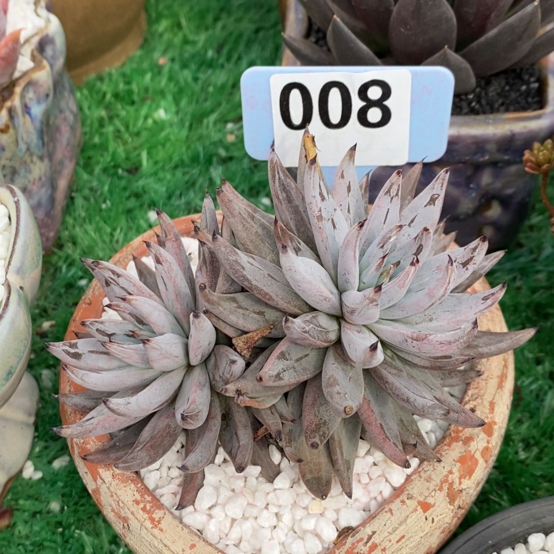 魔爪多肉植物盆栽