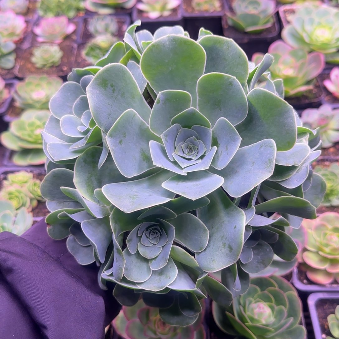 胧月玫瑰19厘米老庄捧花