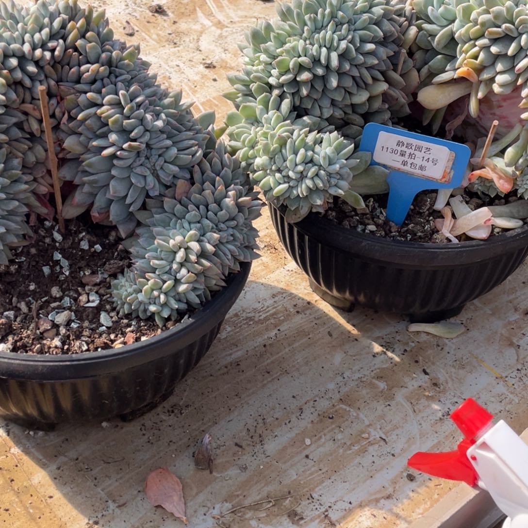 依***琳1130-14-高桩石榴籽星影缀两颗