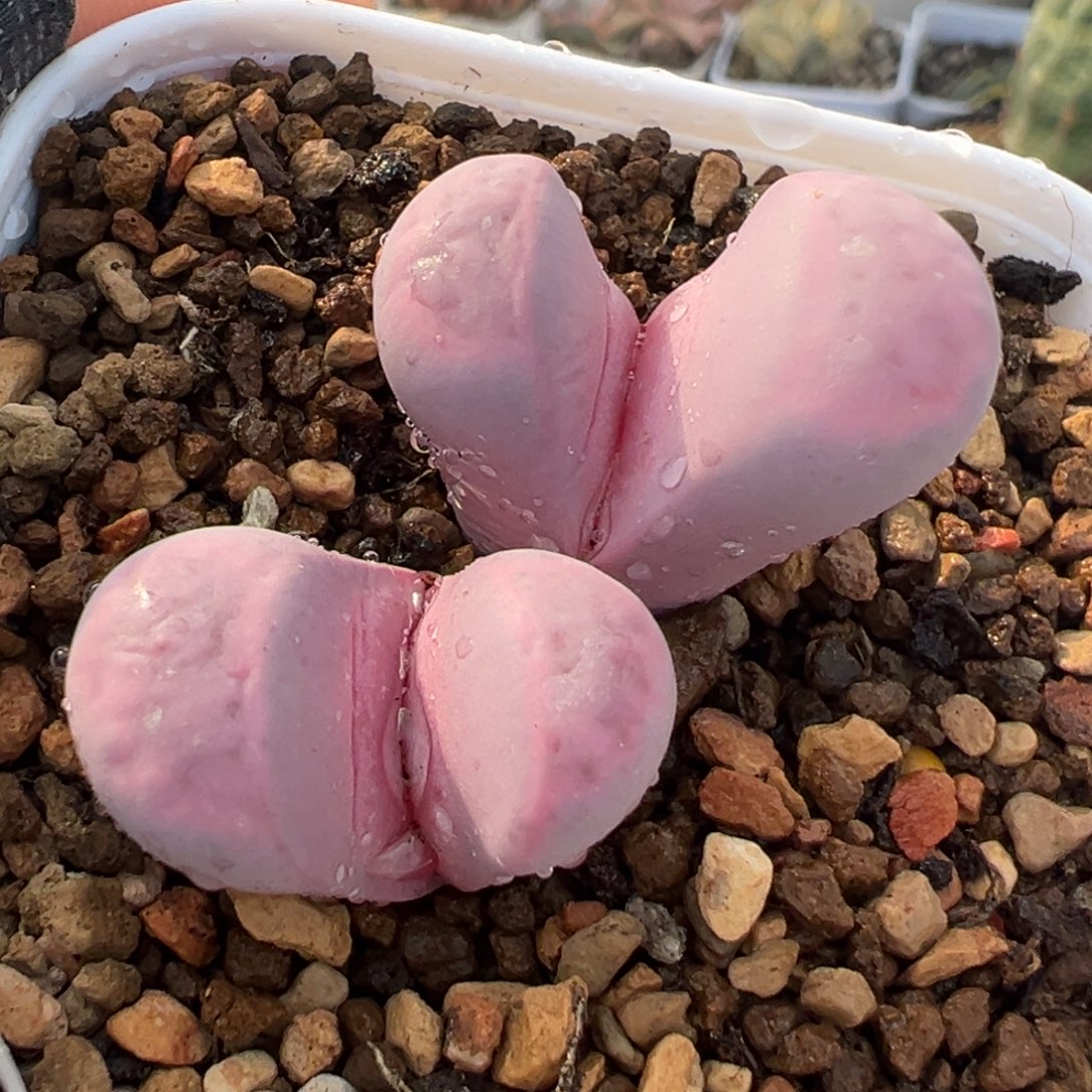 852多肉植物种类多样