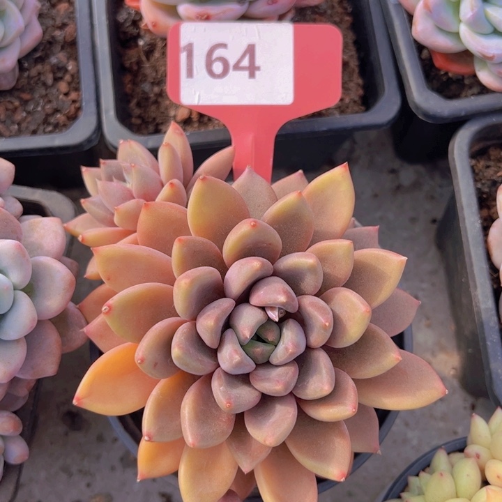 健健康康平平安安