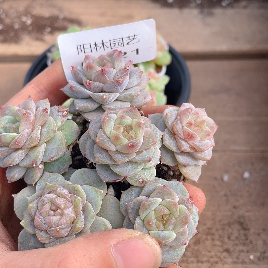 多肉植物多肉植物321