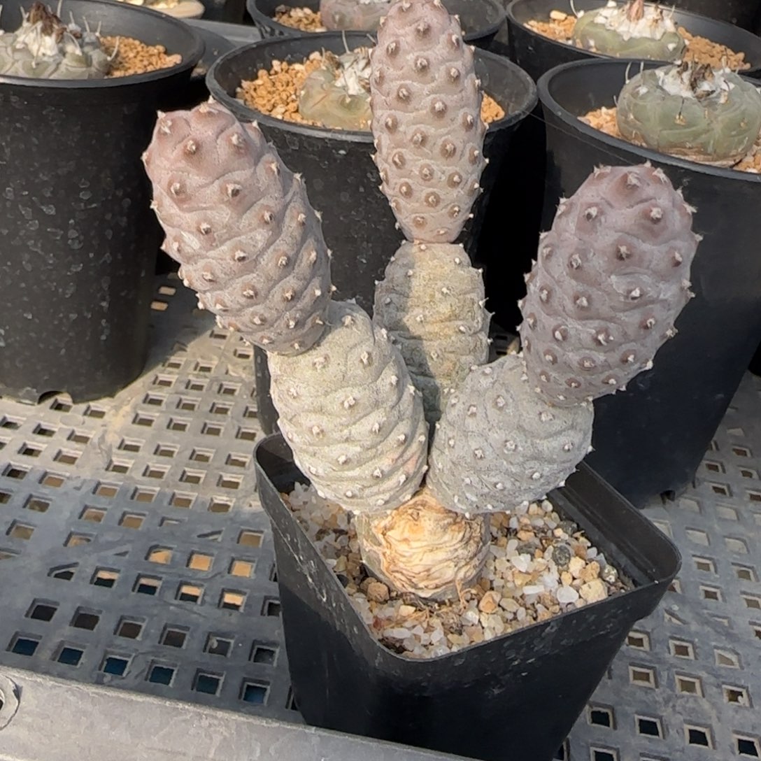 清***璃013自根松立团扇多肉箐桃