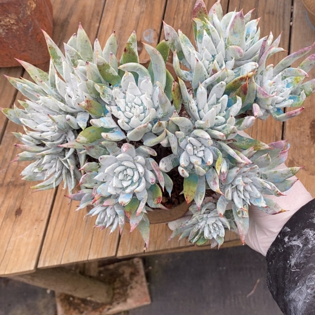 苹果叶粗腿子大群