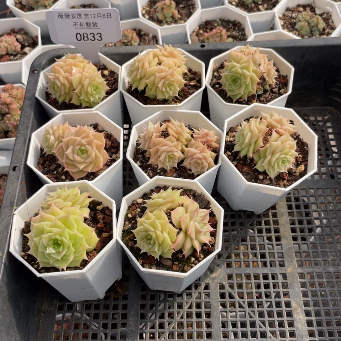 不包整散 盆子不售后0833