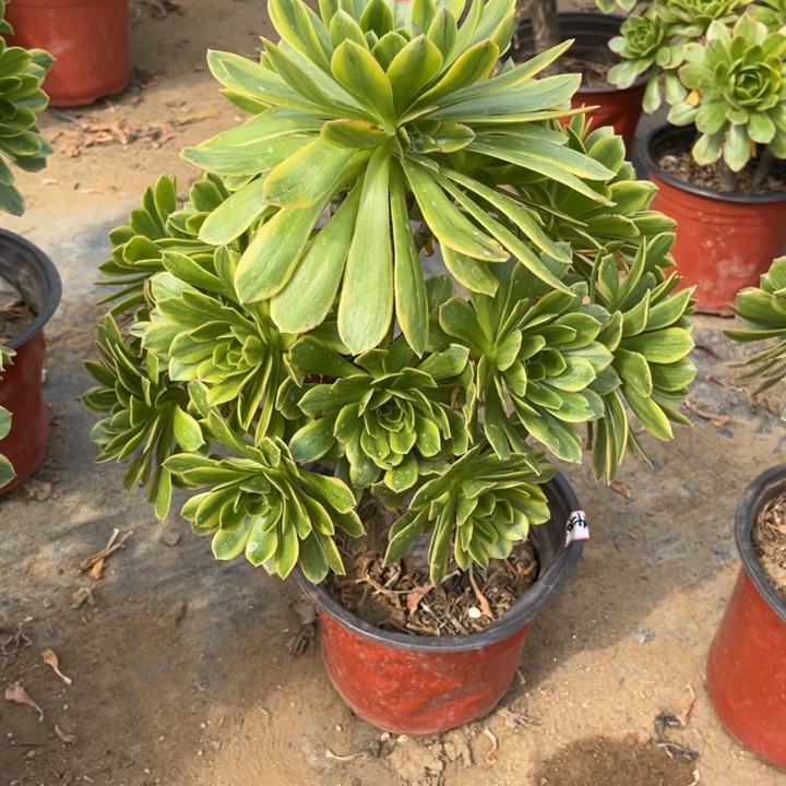 17-51虞姬处理不售后多肉