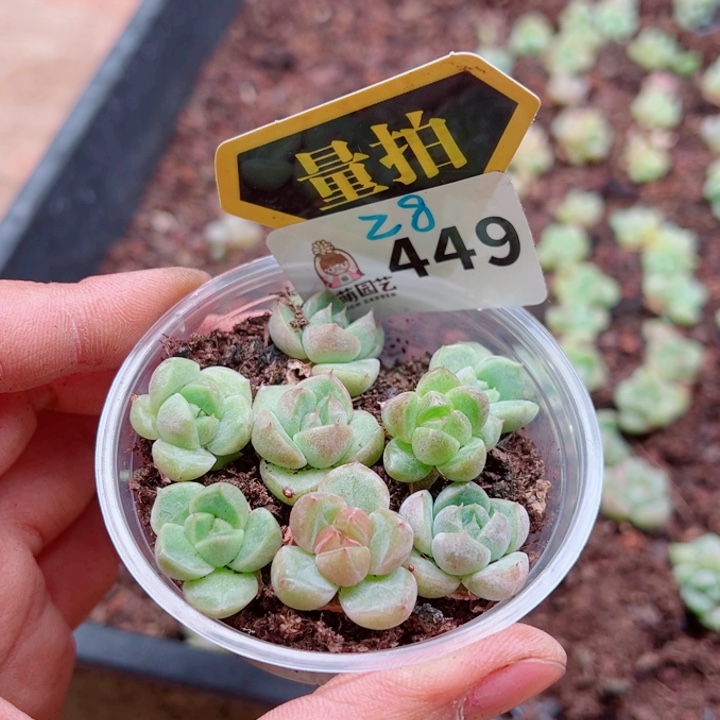 多肉植物多肉植物