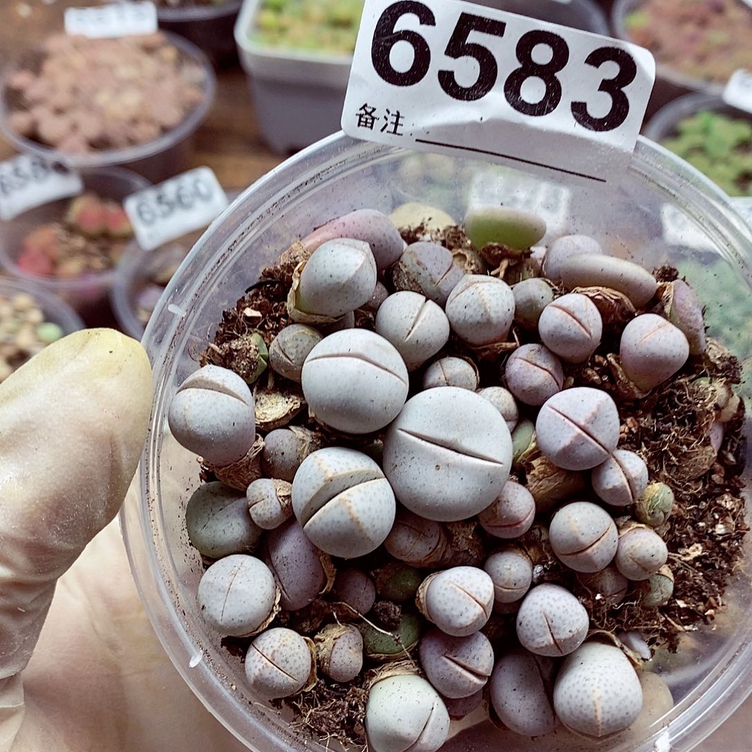 6583春桃啊啊啊啊啊啊