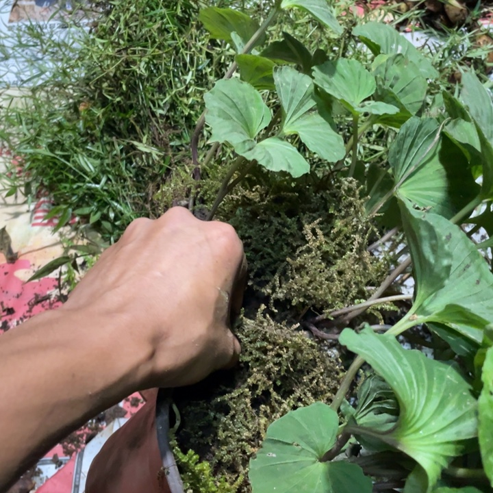 回***品完全开放不开花植物