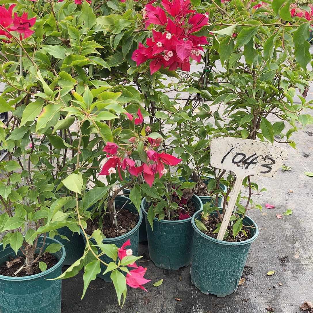 当前无花栽培后可以开花1043酒红桑巴一颗