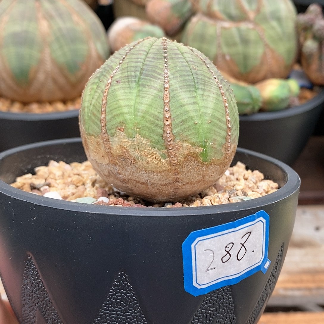 侧芽崽崽多肉植物