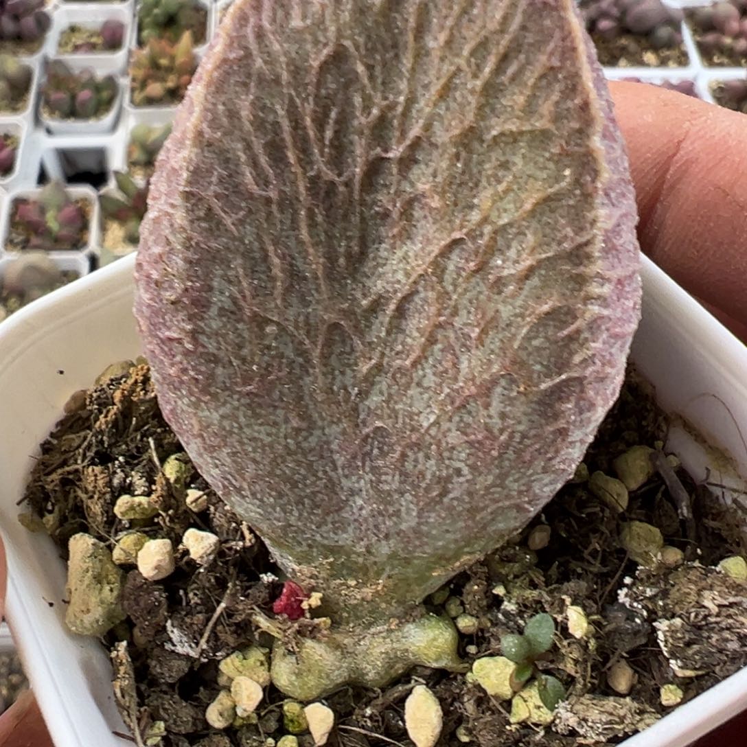 哈默猪肝6厘米母叶超大颗多肉植物