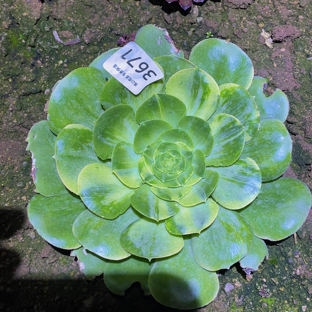 3671香绿盘花脸多肉植物