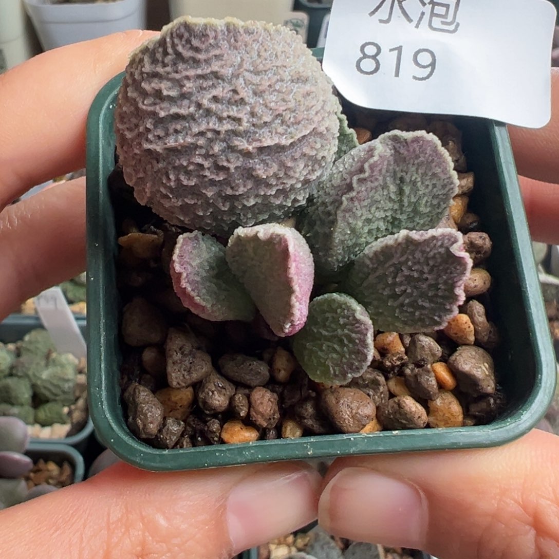 819哈默猪肝实生磨砂感