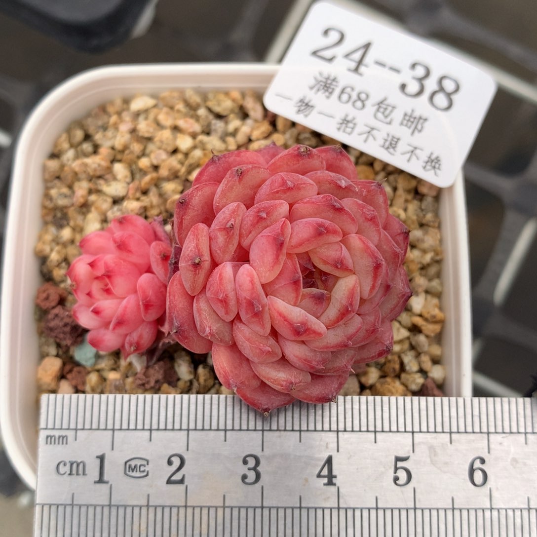 38。白胖子老桩双头。