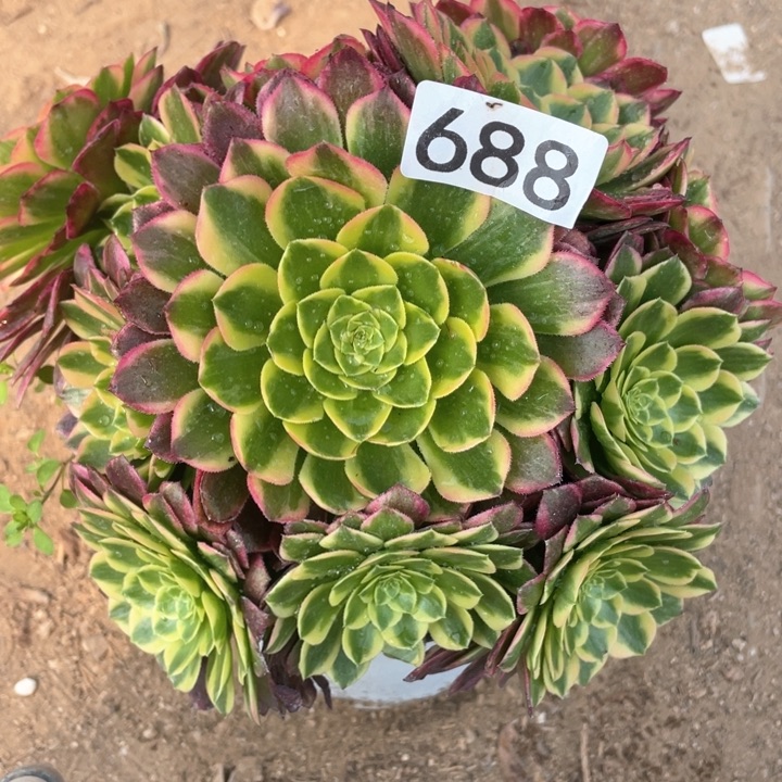 688多肉植物朝霞