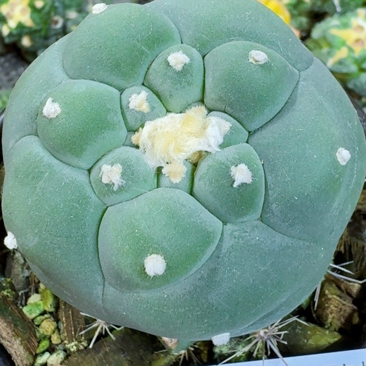 福利苗接大尤726