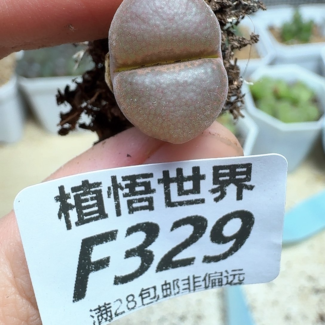 多肉植物的润泽发发