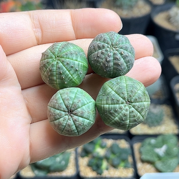 实生布纹球一组一物一拍