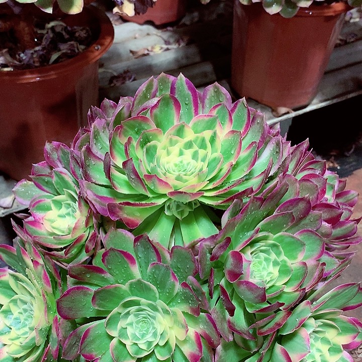 海王捧花，多肉植物