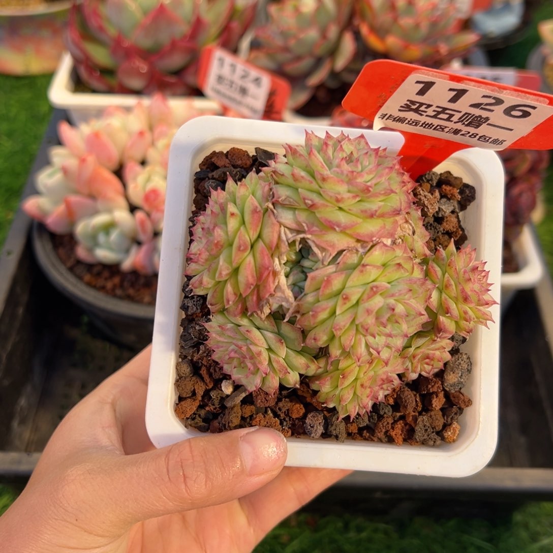 表妹精品多肉1126.