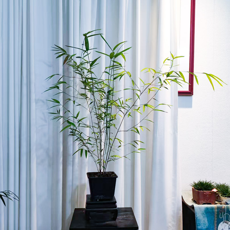内门竹室内观赏竹禅意绿植盆景基地原场直发盆栽绿植盆栽室内孩子